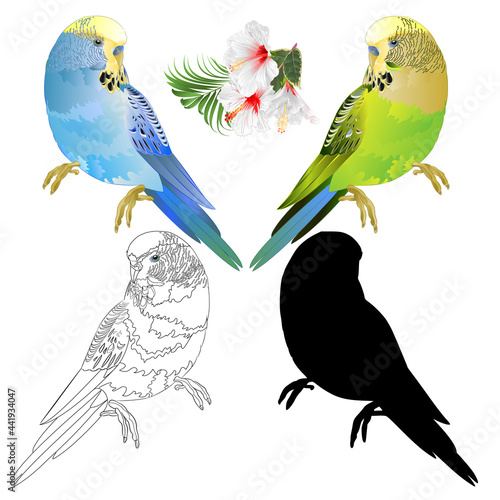 Blue  and green parakeet  Budgerigar, home pet ,  or budgie or shell parakeet outline and silhouette   white  hibiscus and  palm,philodendron  ficus watercolor vintage vector illustration 