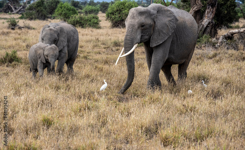 a family of elephants  accompanied by white herons  migrate through green meadows 