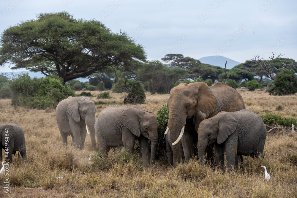 a family of elephants, accompanied by white herons, migrate through green meadows 