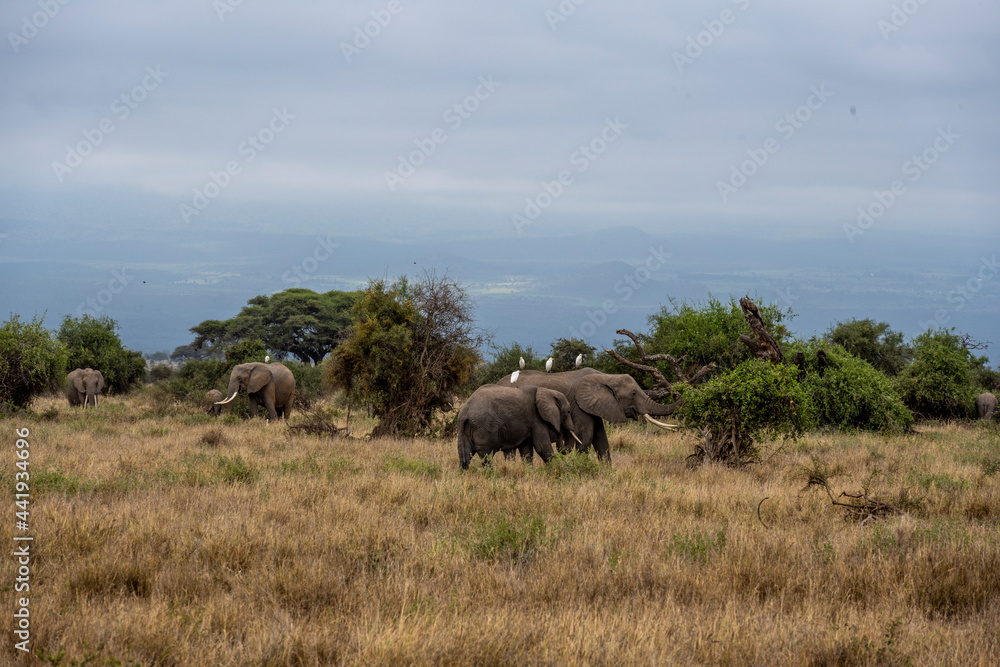 Fototapeta premium a family of elephants, accompanied by white herons, migrate through green meadows 