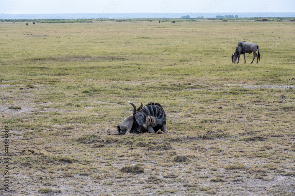 wildebeest grazes peacefully in the green meadows of the national park 
