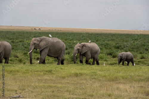 a family of elephants  accompanied by white herons  migrate through green meadows 