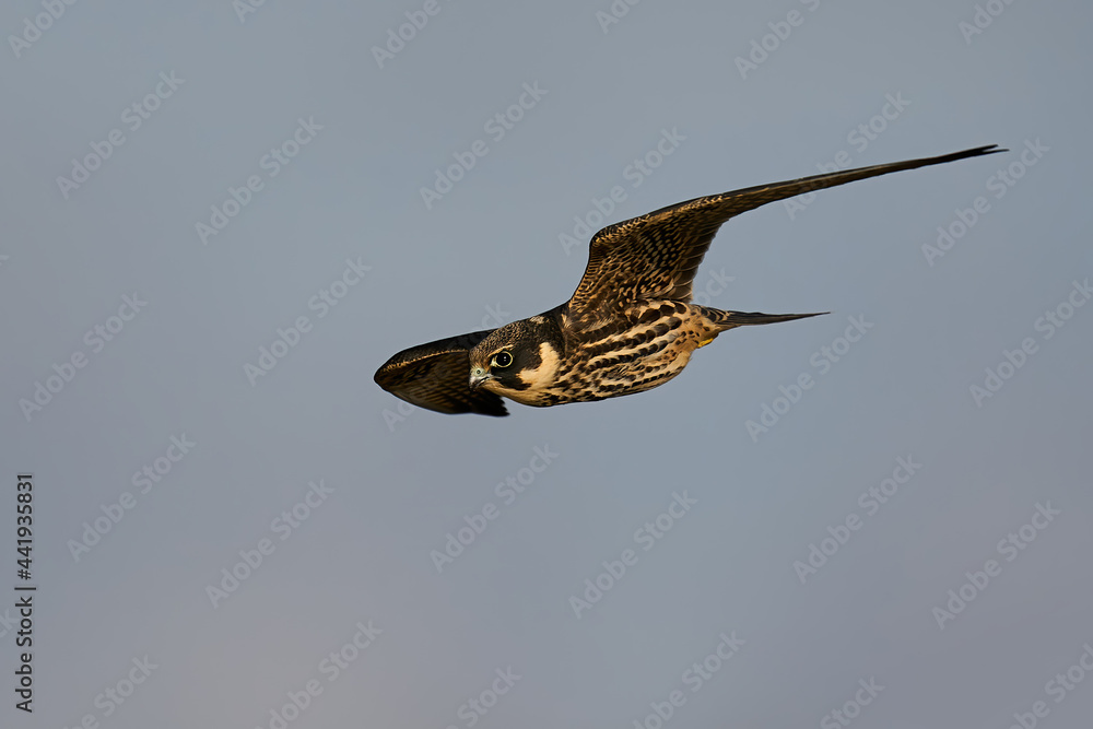 Fototapeta premium Eurasian hobby (Falco subbuteo)
