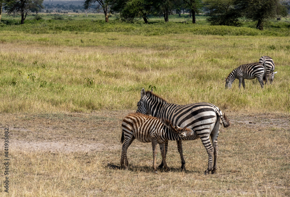 Fototapeta premium playful zebras play with each other while eating in the bush