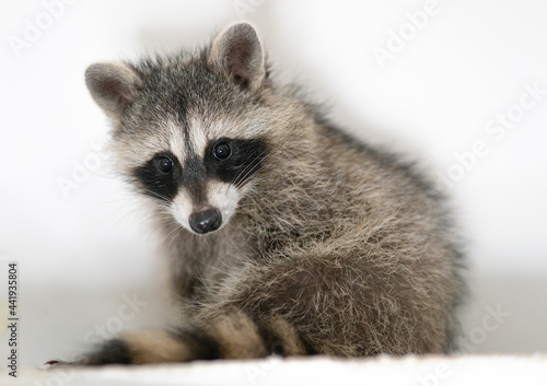 Portrait of beautiful adorable little baby racoon at home. Wild cute animal