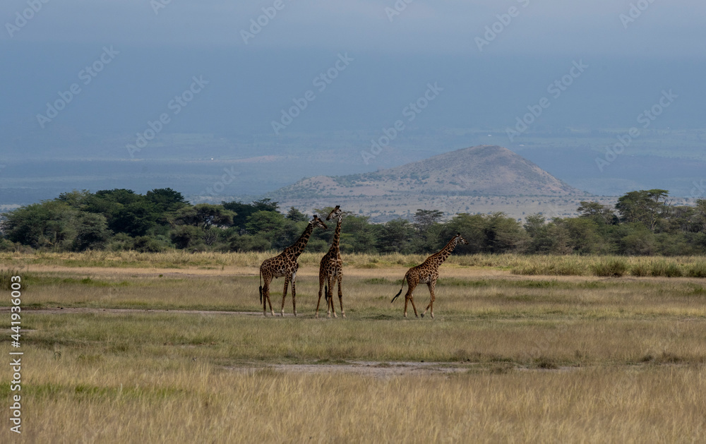 a family of giraffes moves through a green meadow in search of food 