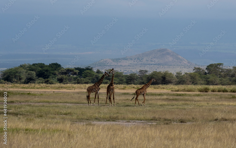 a family of giraffes moves through a green meadow in search of food a family of giraffes moves through a green meadow in search of food