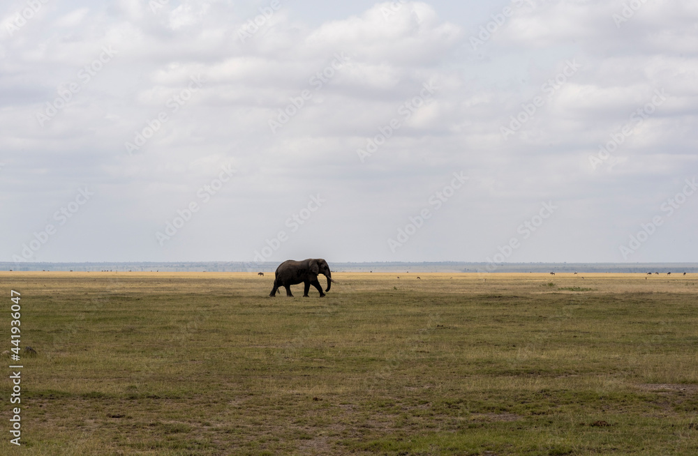 a lonely elephant walks and feeds autonomously in the national park a lonely elephant walks and feeds autonomously in the national park