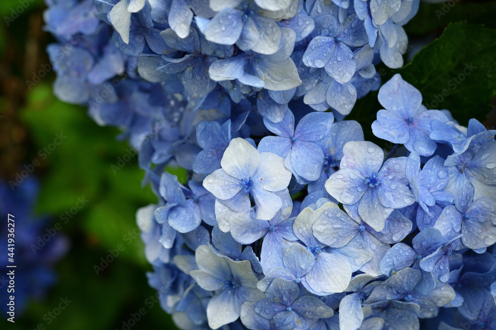 雨に濡れる紫陽花 雨に濡れる紫陽花