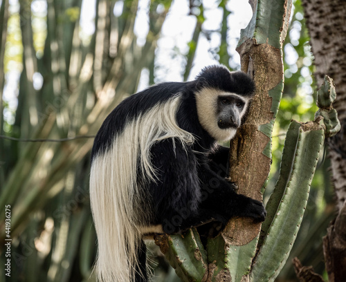 wild monkey angolan colobus on a tree in vivo  photo
