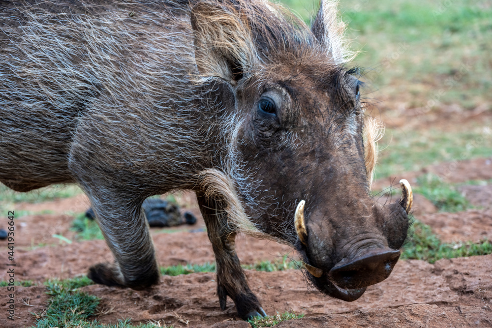 wild boar warthog close-up on a green lawn wild boar warthog close-up on a green lawn