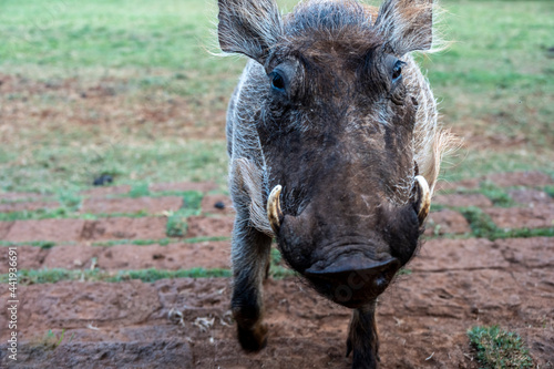 wild boar warthog close-up on a green lawn 