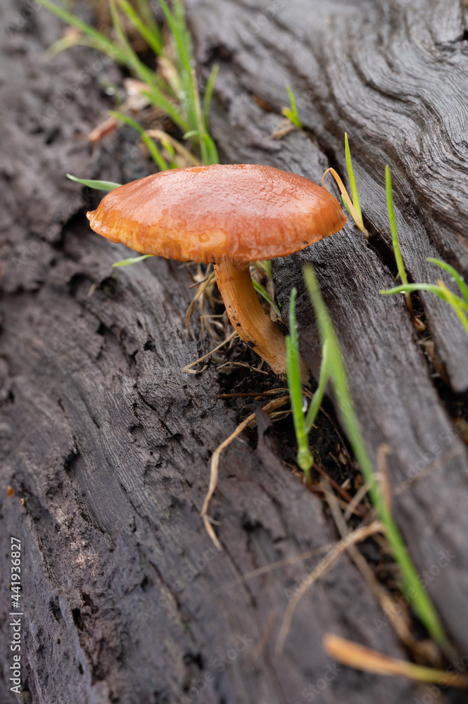 mushroom amongst seedlings mushroom amongst seedlings