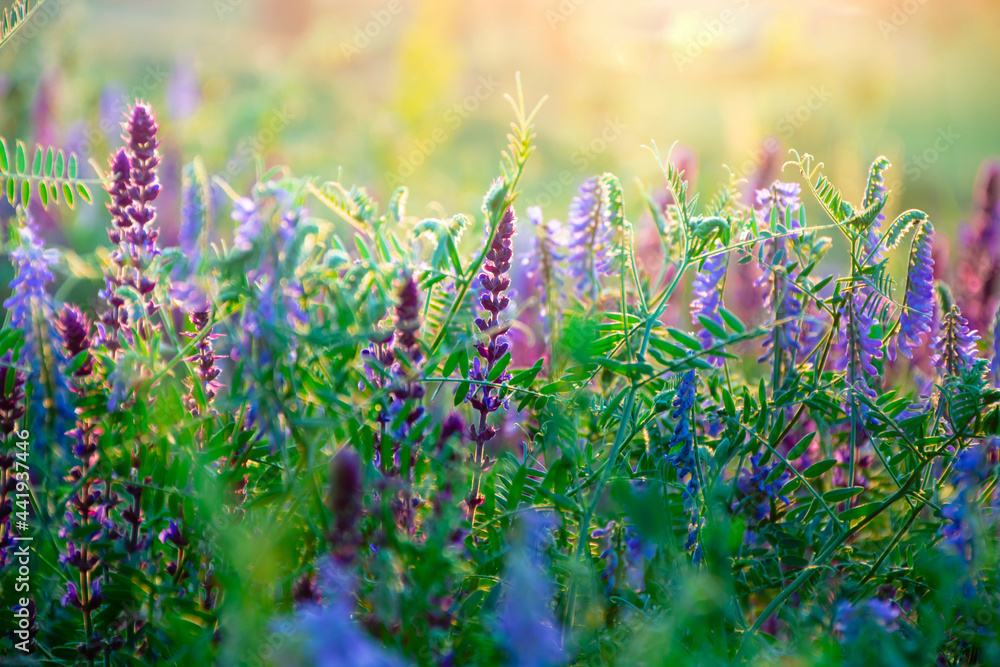 Obraz premium Beautiful wildflowers on a green meadow. Warm summer evening with a bright meadow during sunset. Grass silhouette in the light of the golden setting sun. Beautiful nature landscape with sunbeams.