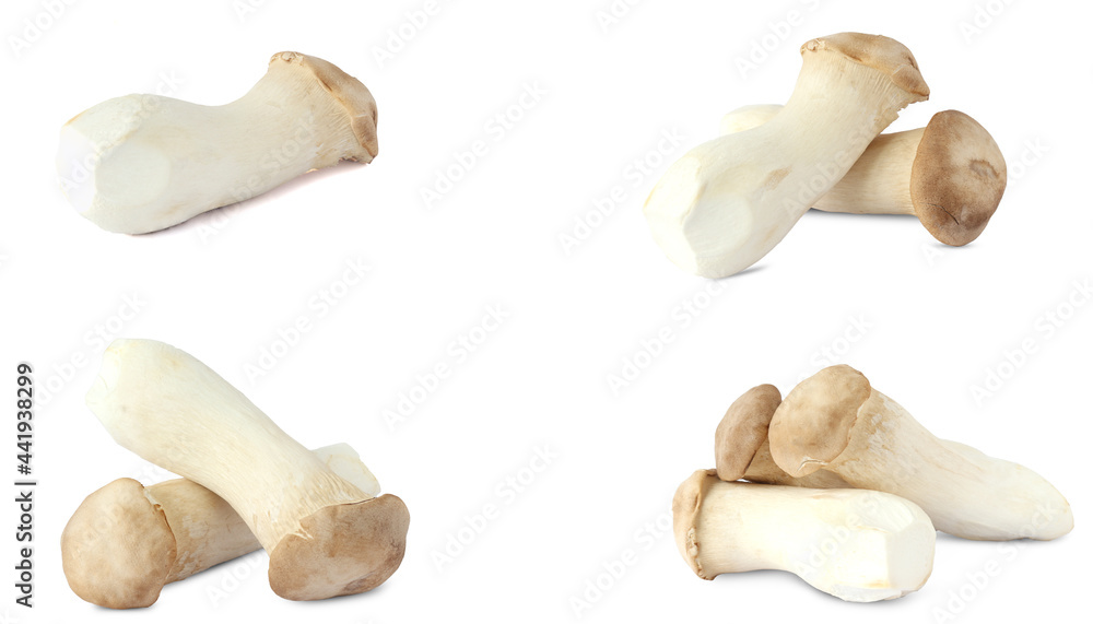 Fototapeta premium King Oyster mushroom on white background.