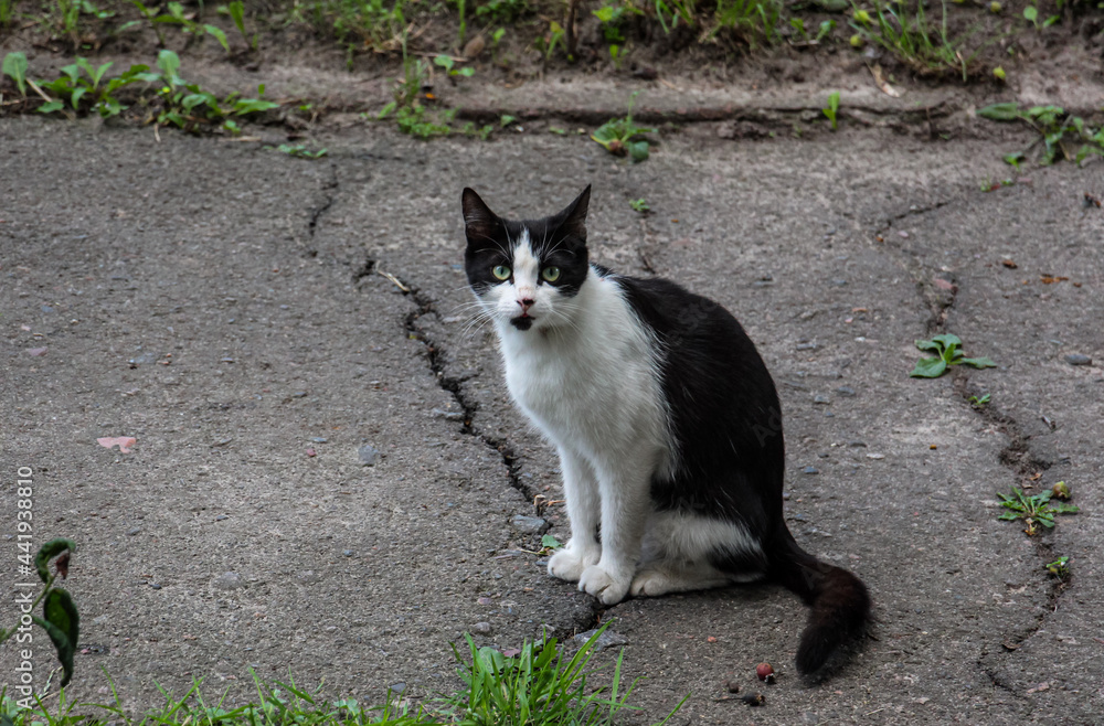 A black and white stray cat sits on the pavement in the city and looks at the camera. Abandoned dirty pet. Street cat with green eyes.