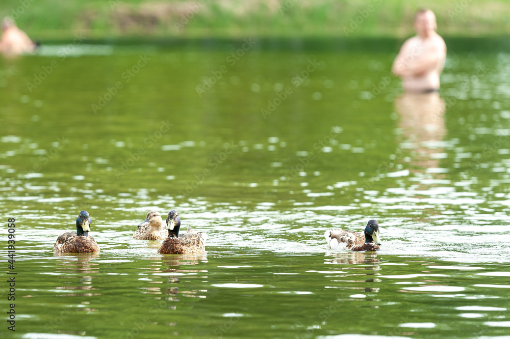 Ducks in the lake / Pīles ezerā Ducks in the lake / Pīles ezerā