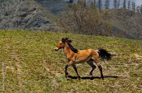 Russia. South of Western Siberia  Mountain Altai. A young stallion frolics on the slopes of mountain pastures in the valley of the Katun River.