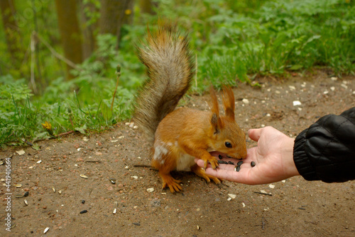 Beautiful squirrel eats sunflower seeds from a hand of man photo