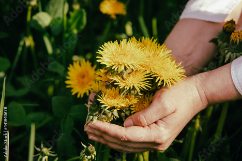 The woman collects dandelion for medicinal purposes