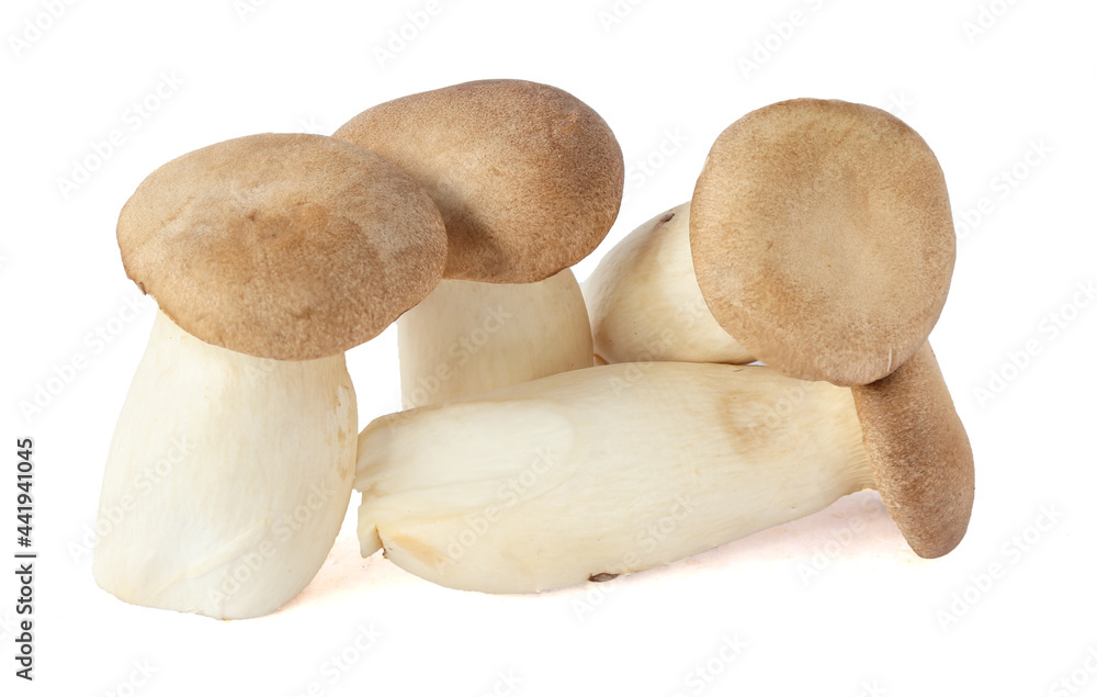 King Oyster mushroom on white background. King Oyster mushroom on white background.