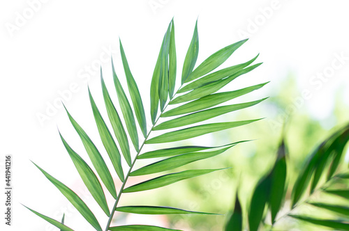 Palm sheets on light background, texture and background