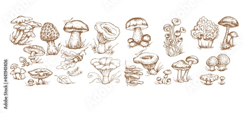 mushrooms vector graphics hand drawn. Print textile illustration background set coloring engraving vintage retro collection forest nature food