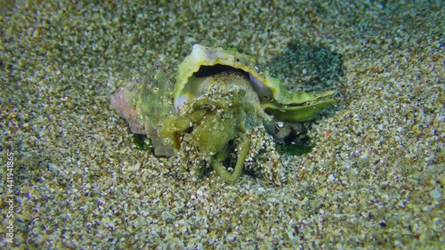 Murex Trunculus or Duplex murex (Hexaplex trunculus) eats a dead small crab. photo