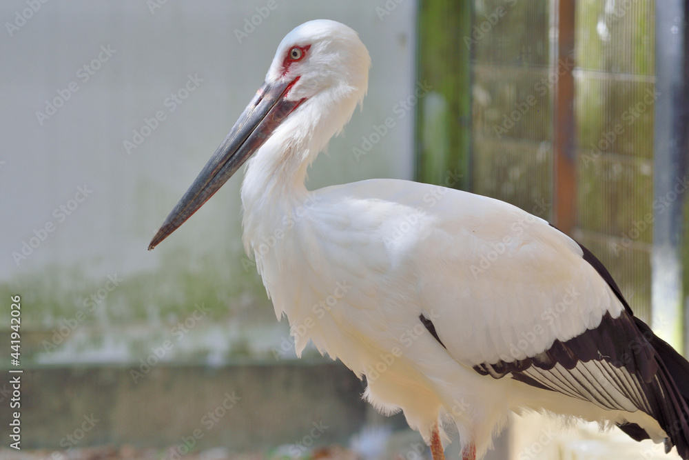 Obraz premium 福岡市動物園「ニホンコウノトリ」