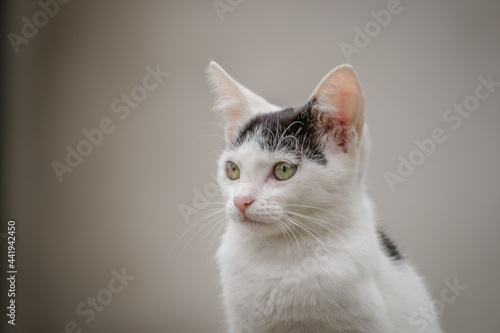 Portrait of a black and white cat in its natural environment