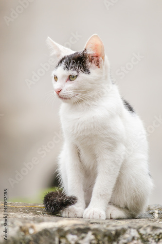 Portrait of a black and white cat in its natural environment