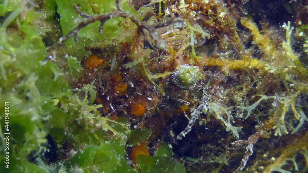 A young Peacock worm or Peacock feather duster worm (Sabella pavonina) unfolds a crown of tentacles to catch small organisms.