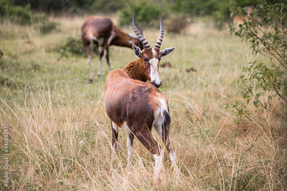 Obraz premium Blesbok or Blesbuck (Damaliscus pygargus phillipsi) antelope standing in the grassland looking back at the camera