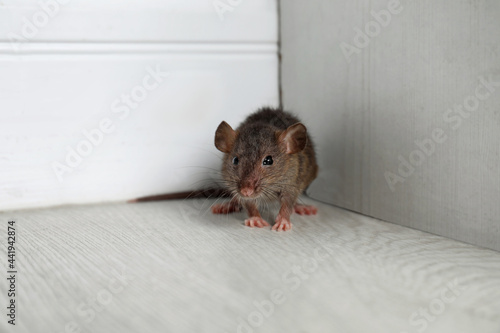 Grey rat near wooden wall on floor. Pest control photo