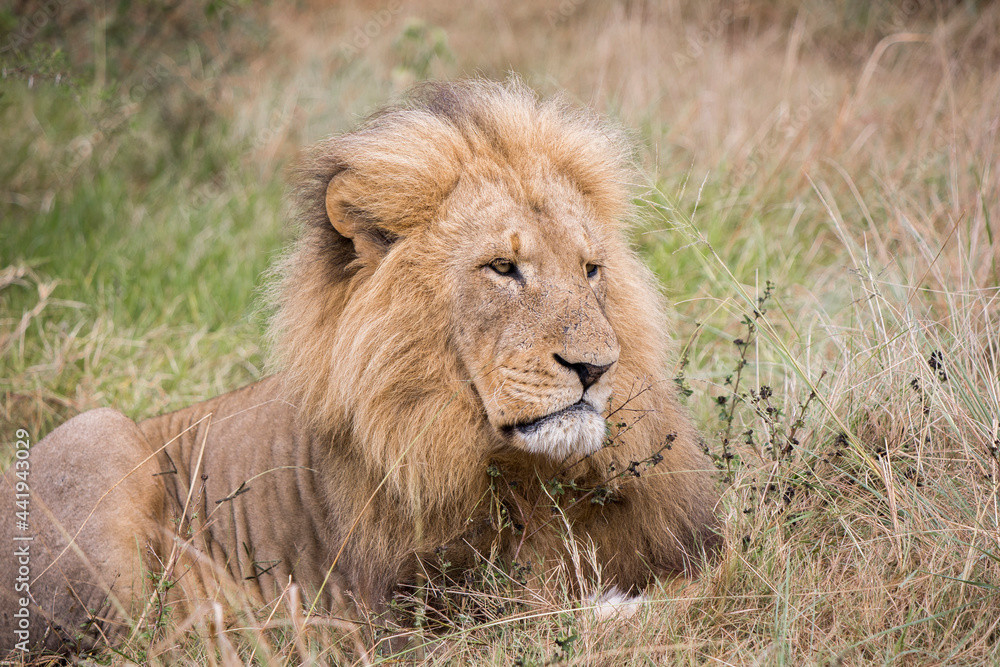 Old male lion lying down in the grass looking away