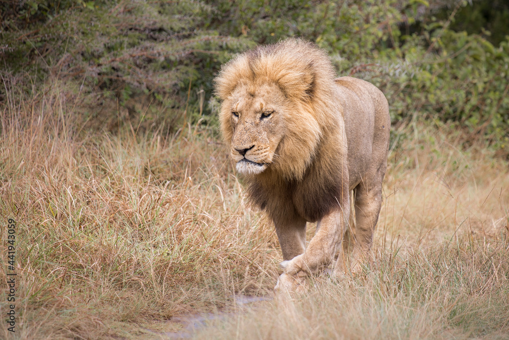 Old male lion walking towards the camera in the tall grass Old male lion walking towards the camera in the tall grass