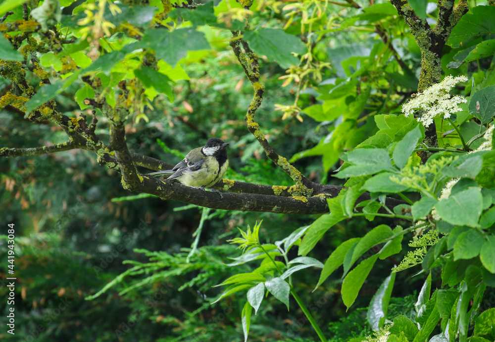 Great tit bird Great tit bird