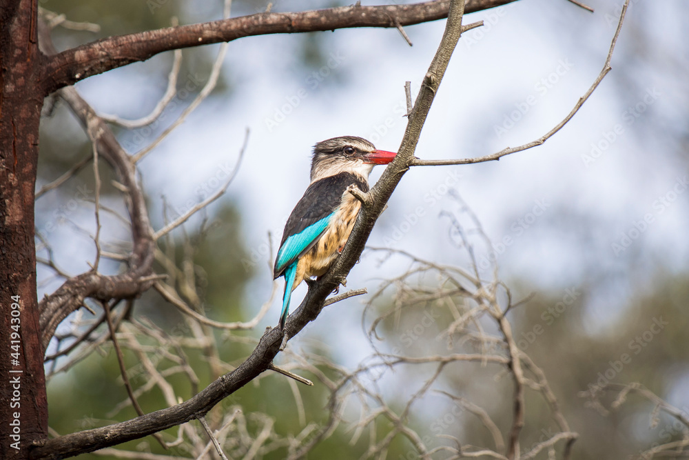 Southern Brown-hooded Kingfisher (Halcyon albiventris) bird perched on a branch in a tree Southern Brown-hooded Kingfisher (Halcyon albiventris) bird perched on a branch in a tree