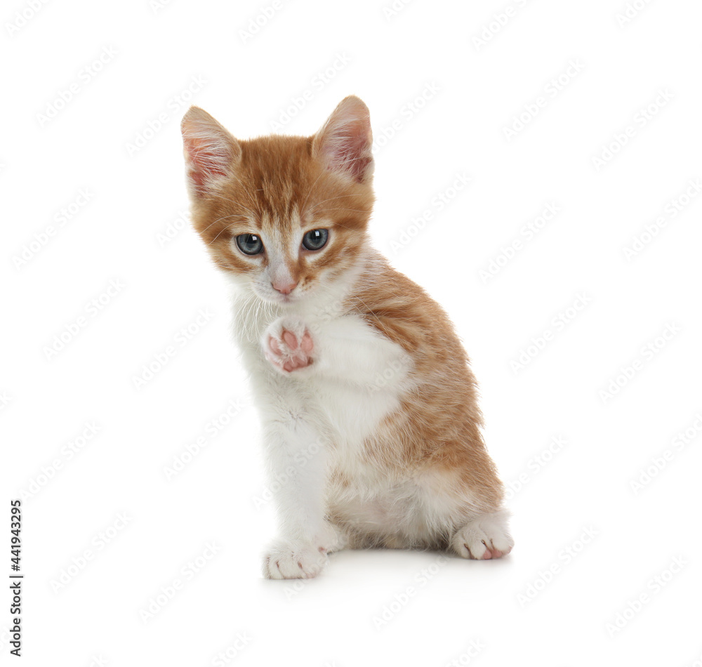 Cute little kitten sitting on white background