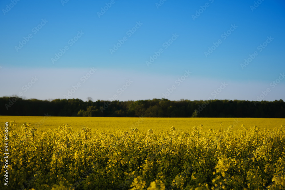 blooming rapeseed field blooming rapeseed field