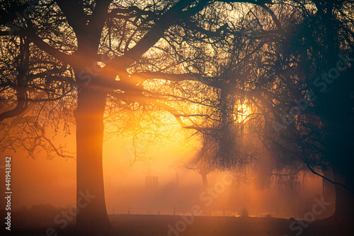 Canvastavla Tree silhouettes in the cold mist of winter in London, UK