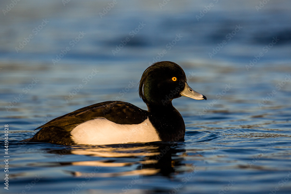 Tufted duck swimming on a pond in London, UK Tufted duck swimming on a pond in London, UK