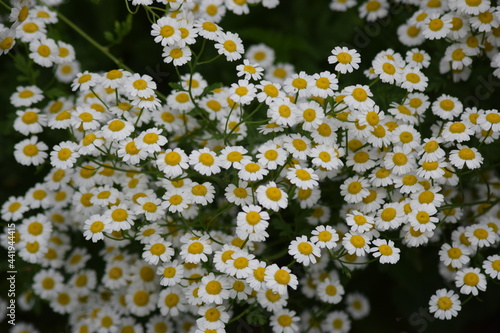flores de Artemisa en verano photo