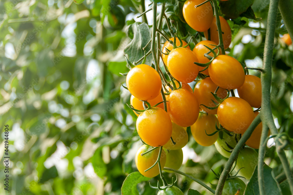 Branch of fresh yellow cherry tomatoes on tree in organic farm.