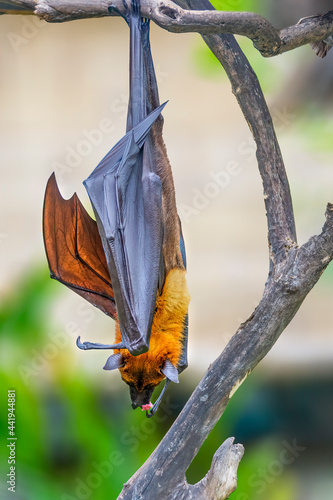 Obraz na płótnie The giant golden-crowned flying fox, also known as the golden-capped fruit bat, is a rare megabat and one of the largest bats in the world. The species is endangered w salonie