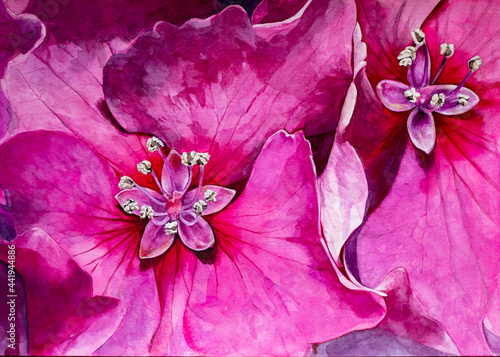 A watercolour painting of a close up of bright pink flowers
