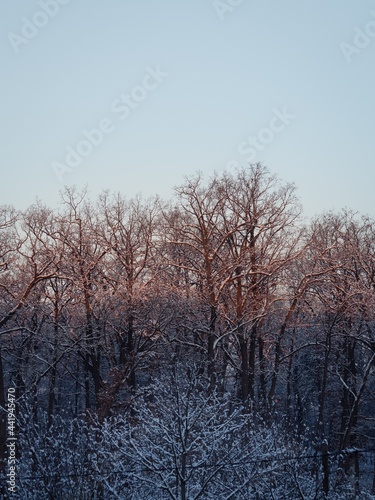 trees in the snow 