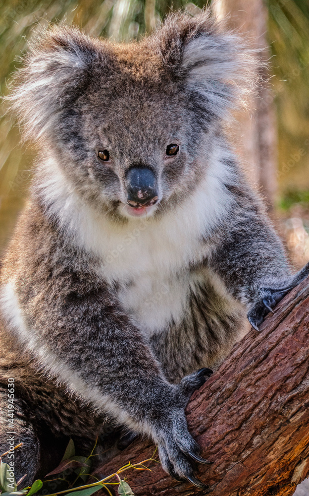 Obraz premium An Australian koala sitting on the branch of a tree in his native environment, the eucalyptus forest