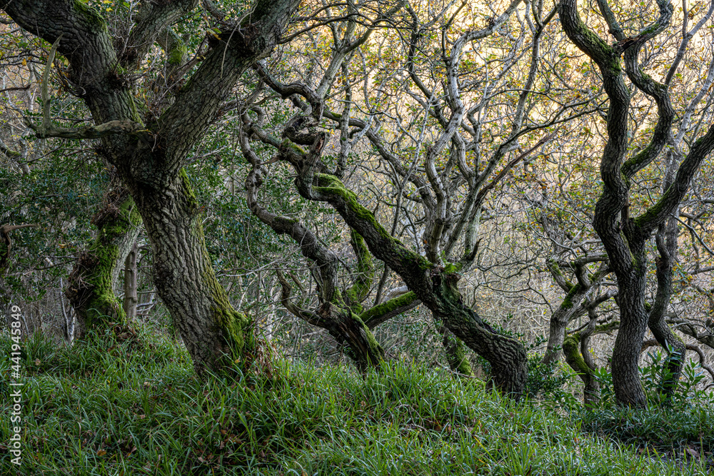 Weathered gnarled trees in the woods 8511