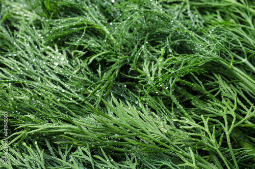 Wet fresh dill as background, closeup view